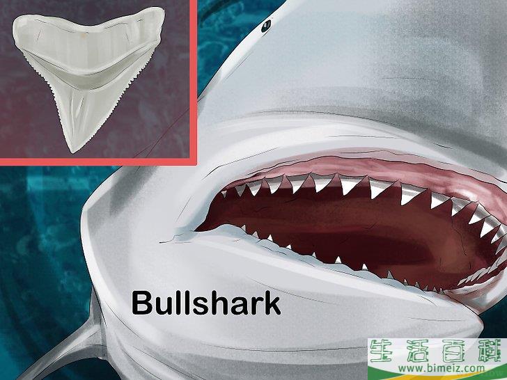 怎么辨认鲨鱼的牙齿