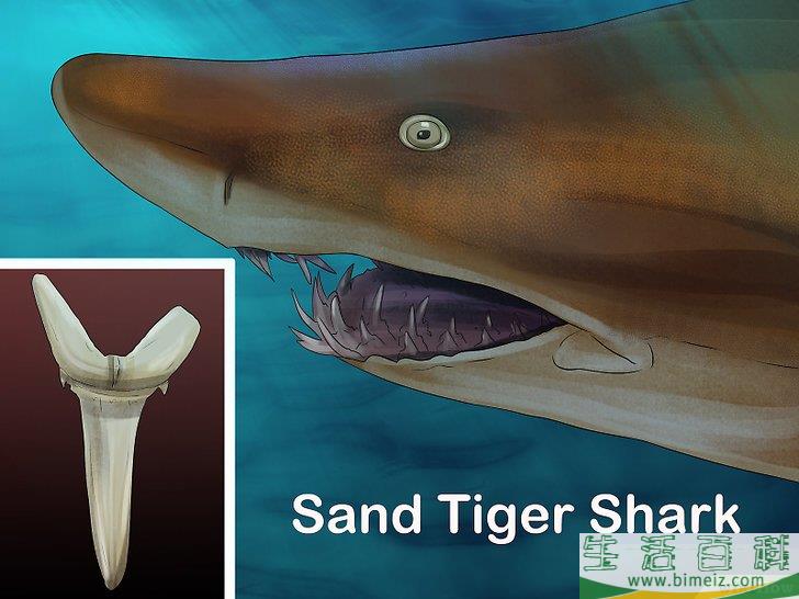 怎么辨认鲨鱼的牙齿