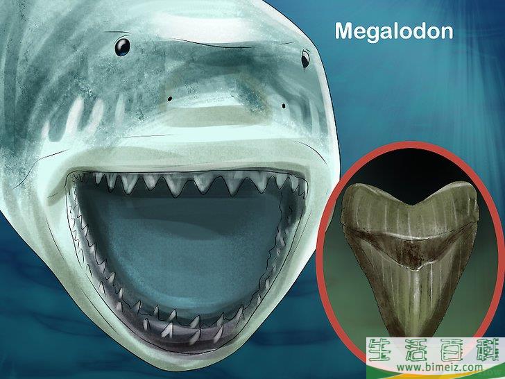 大白鲨牙齿边缘可能有粗糙的锯齿.