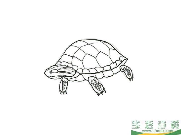怎么画乌龟