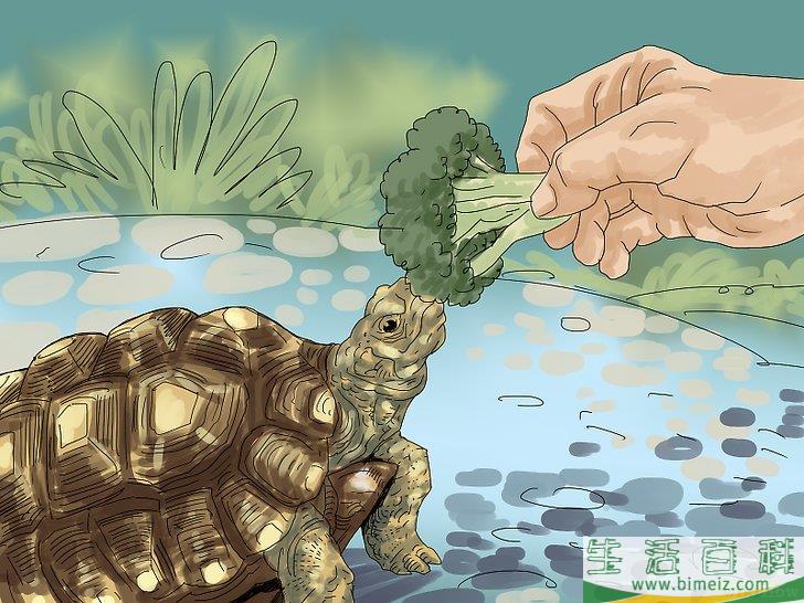 怎么照顾乌龟