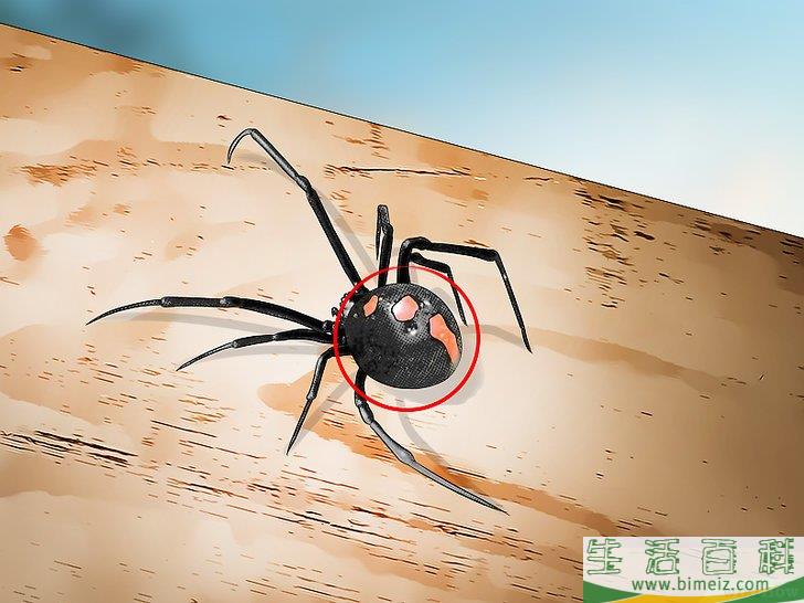 怎么辨认黑寡妇蜘蛛-动物百科 深圳生活网