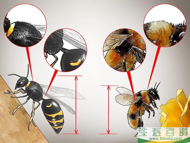 1区分黄蜂和蜜蜂的身体特征.观察它们的腰部.黄蜂的腰比较细.