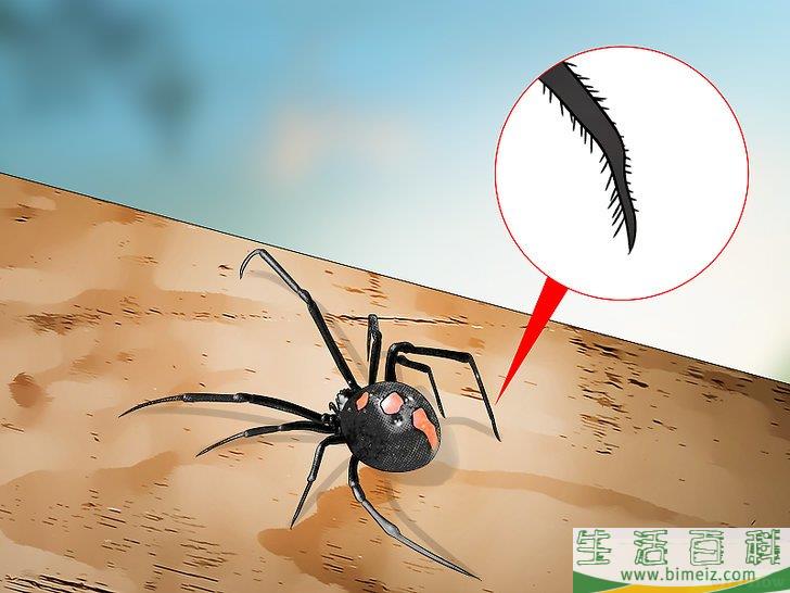 怎么辨认黑寡妇蜘蛛-动物百科 - 深圳生活网