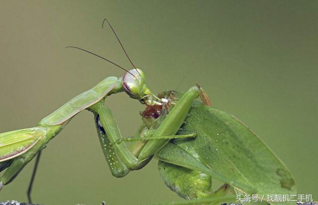 螳螂吃什么植物和水果你知道螳螂是益虫还是害虫吗