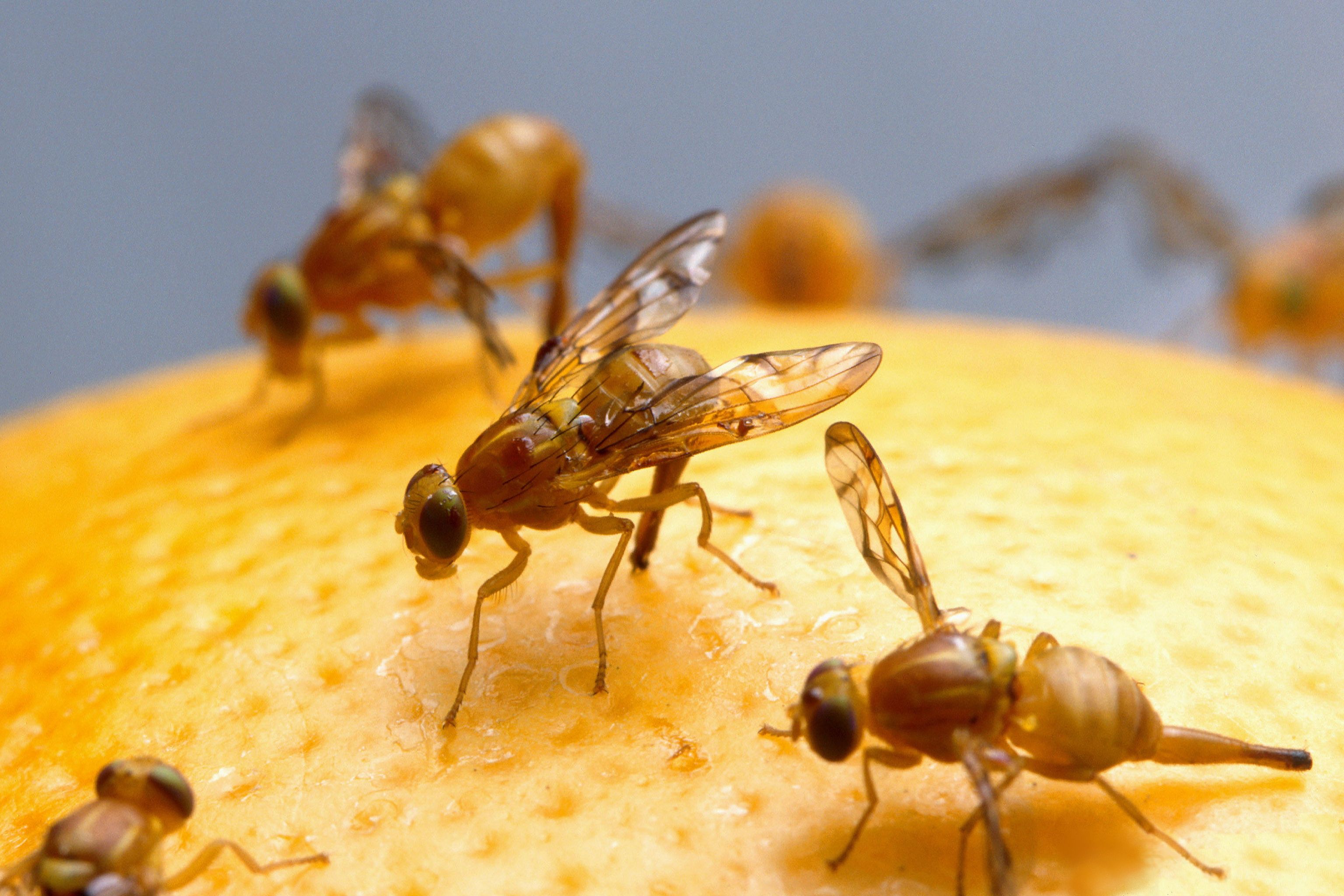 果蝇和苍蝇的区别遗传学家钟爱的果蝇可以叫苍蝇吗