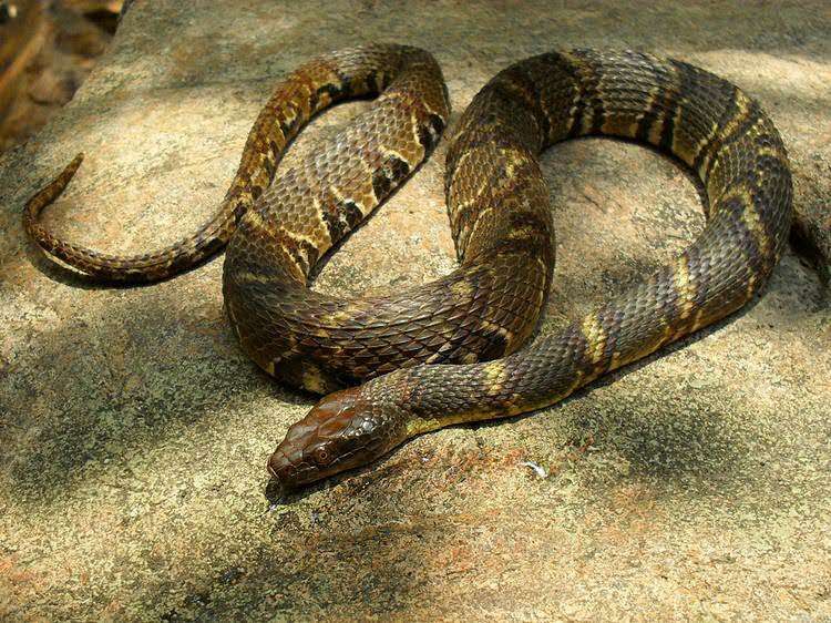 农村常见的无毒蛇中国农村常见十种无毒蛇