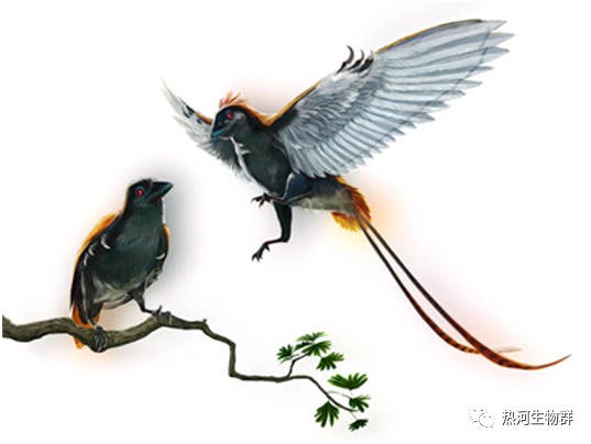 热河生物群发现史2008之郑氏始孔子鸟