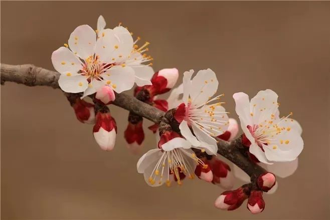 关于杏花的诗句七首杏花诗词了整个春天