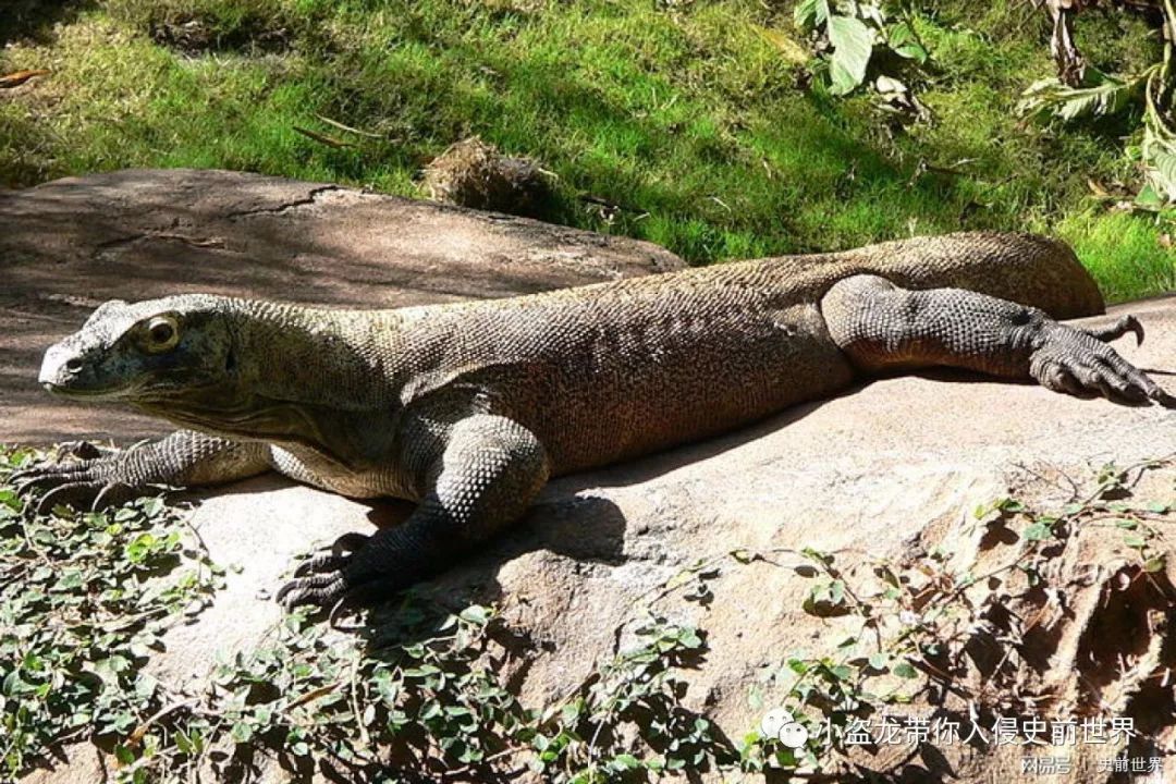 古巨蜥澳洲魔龙(死在人类手上的澳洲魔龙)