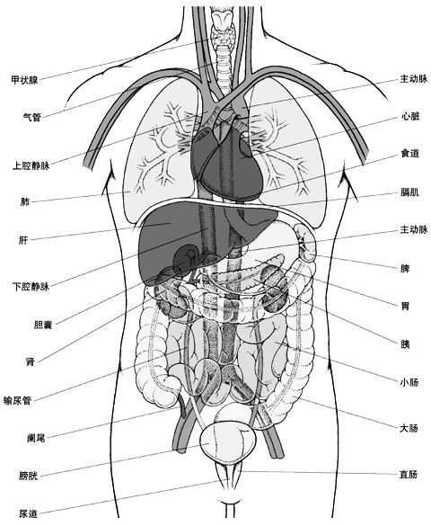 人体内脏结构图五脏六腑图片位置图