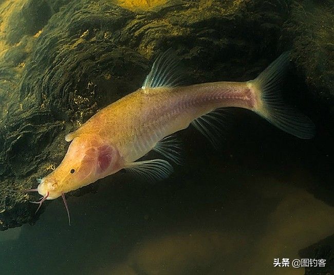 云南四大名鱼之一,抚仙湖的金线鲃,金线鲃有哪些种类?