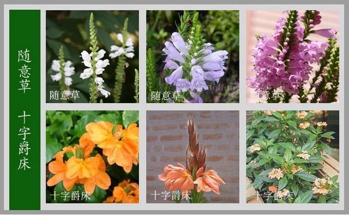 常见花卉图片及名称100种花名图册珍藏起来慢慢看