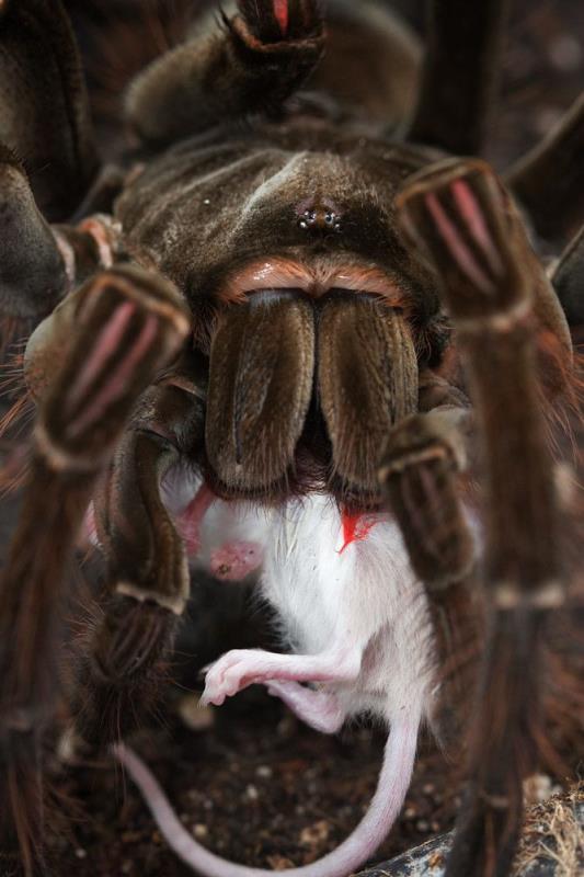 巨型蜘蛛你有蜘蛛恐怖症吗