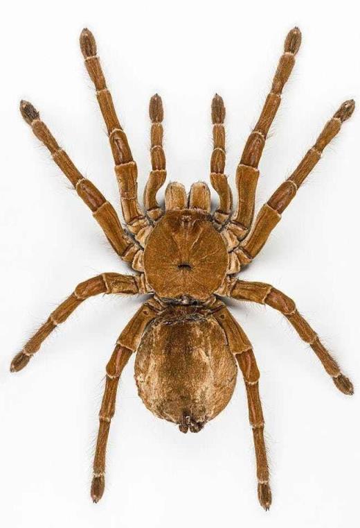 巨型蜘蛛你有蜘蛛恐怖症吗