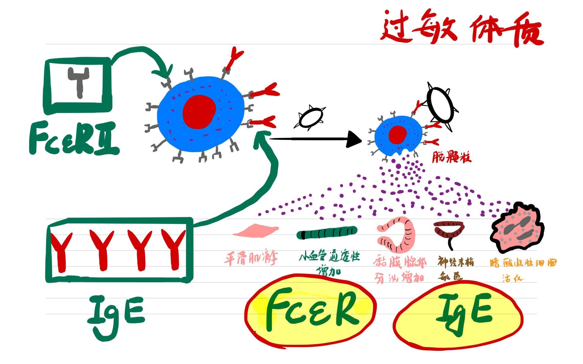 什么是过敏性体质你知道什么是过敏体质吗