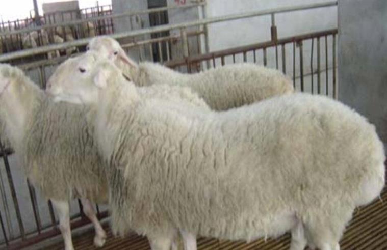 【起源及养殖历史】矮脚羊(简称矮脚羊)产于山东省滨州市惠民,无棣
