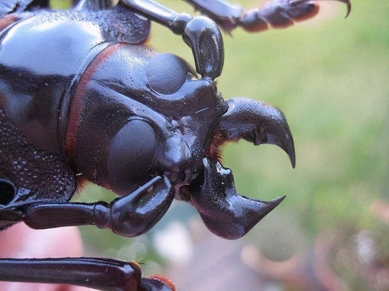 泰坦甲虫昆虫界的金刚泰坦甲虫