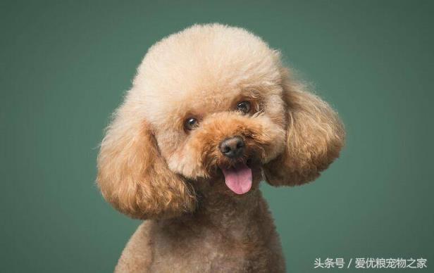 贵宾犬经典造型大全及美容方法教程