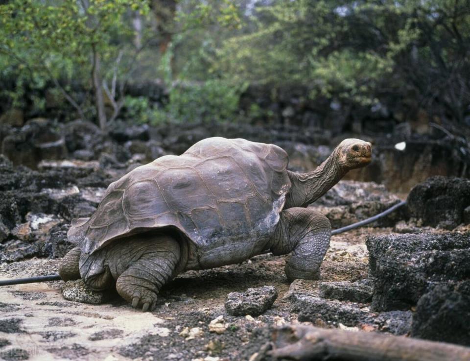 第一只加拉帕戈斯陆龟.