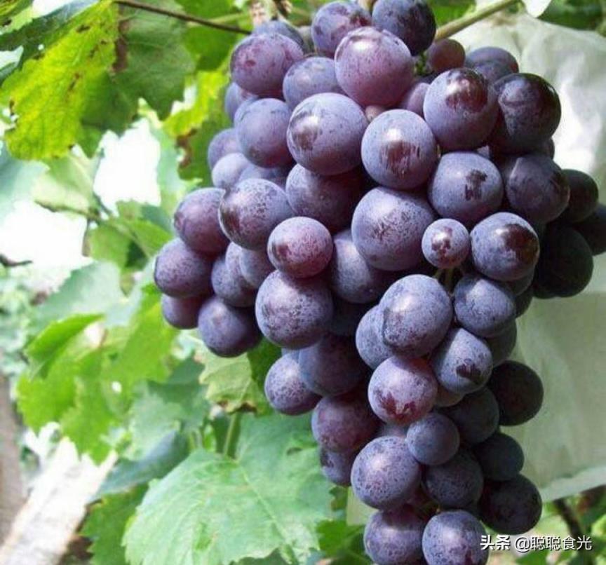 常见葡萄品种大全(15个常见的葡萄品种-综合百科 深圳生活网