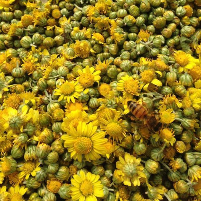 菊花形状每日中药野菊花