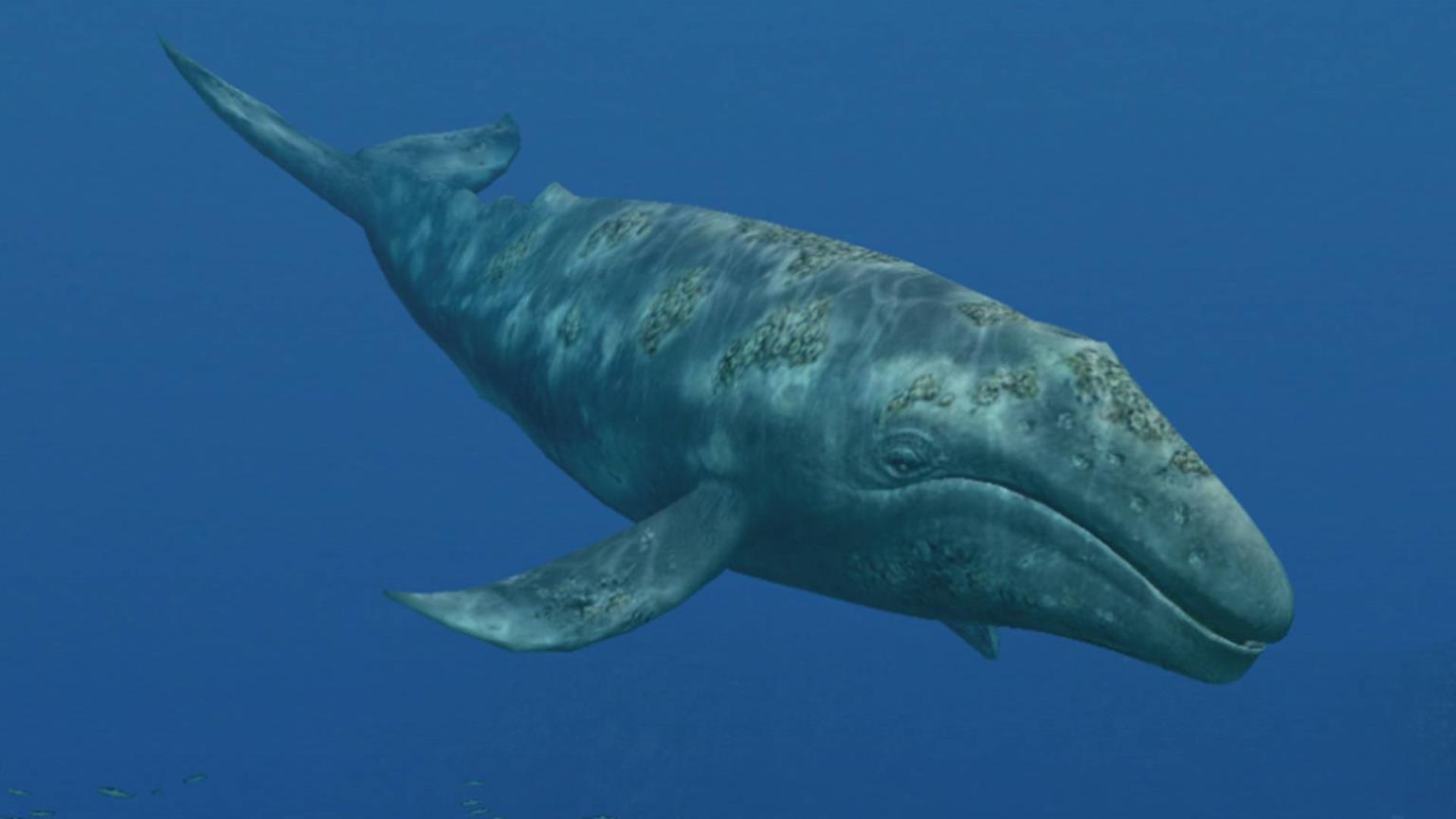 世界上最大的鲸鱼盘点地球上最大的10种鲸鱼