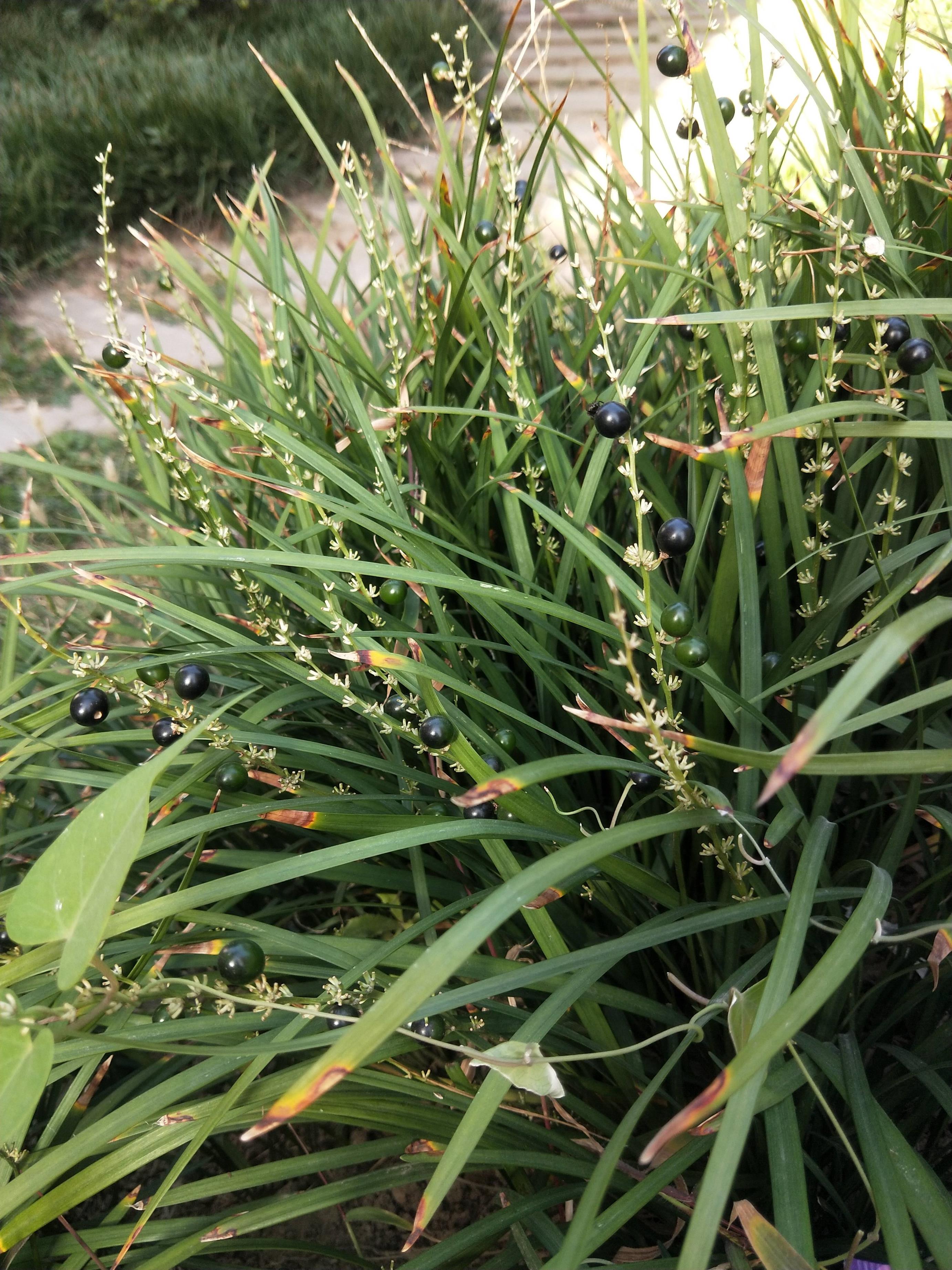 湖北麦冬(中药植物之--麦冬)