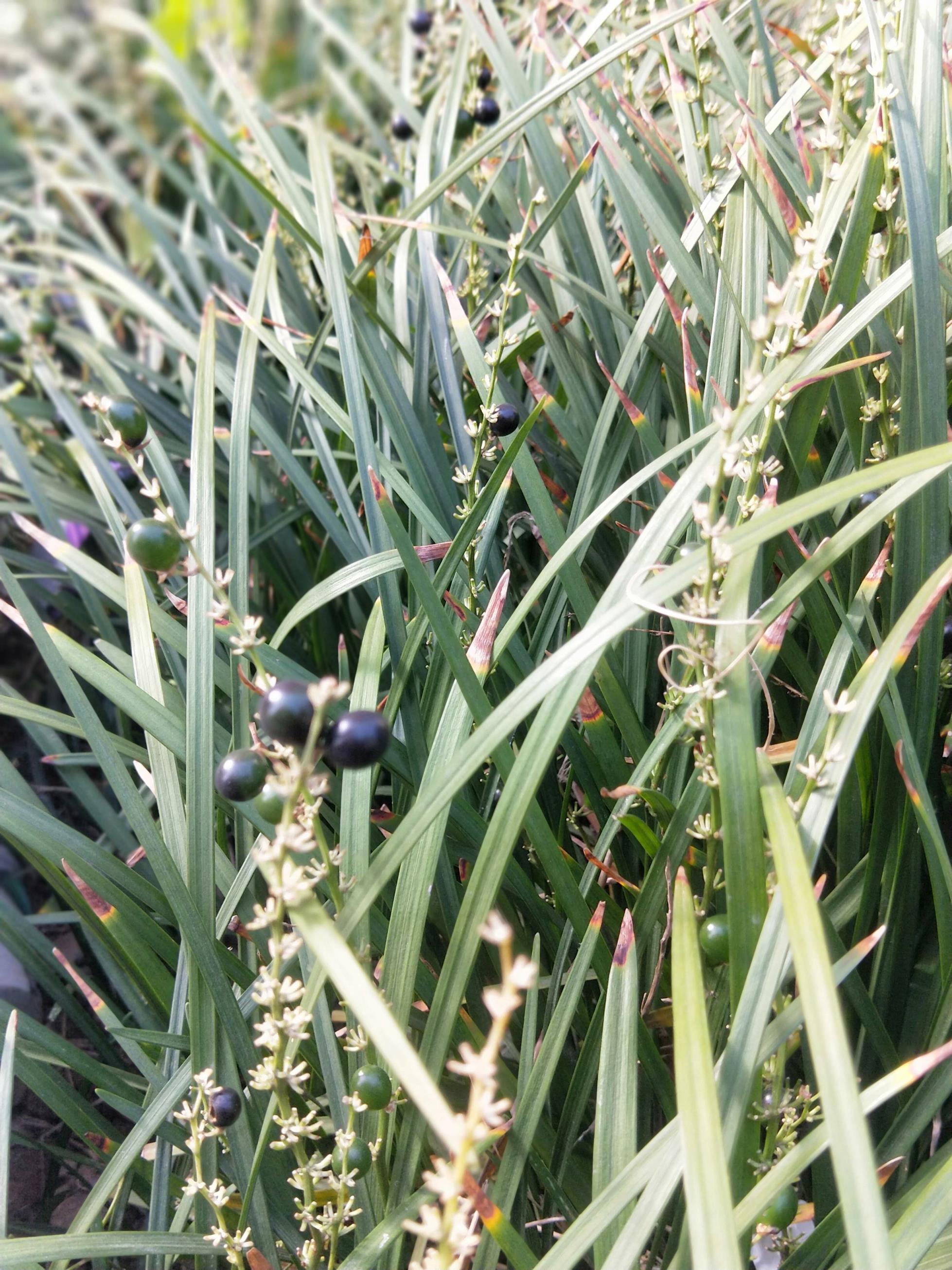 湖北麦冬中药植物之麦冬