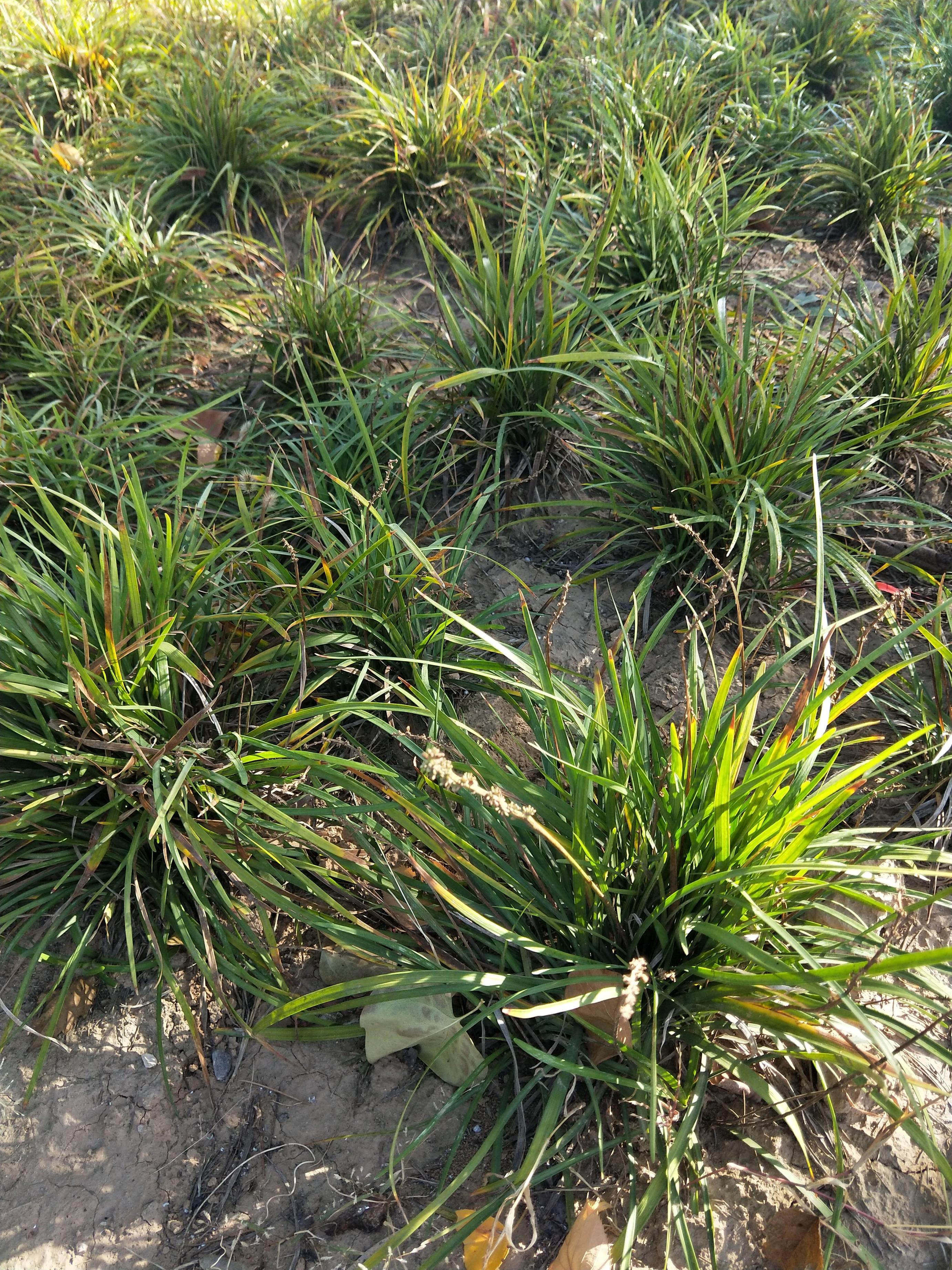 湖北麦冬(中药植物之--麦冬)