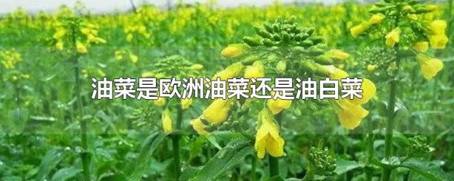 油菜是欧洲油菜还是油白菜