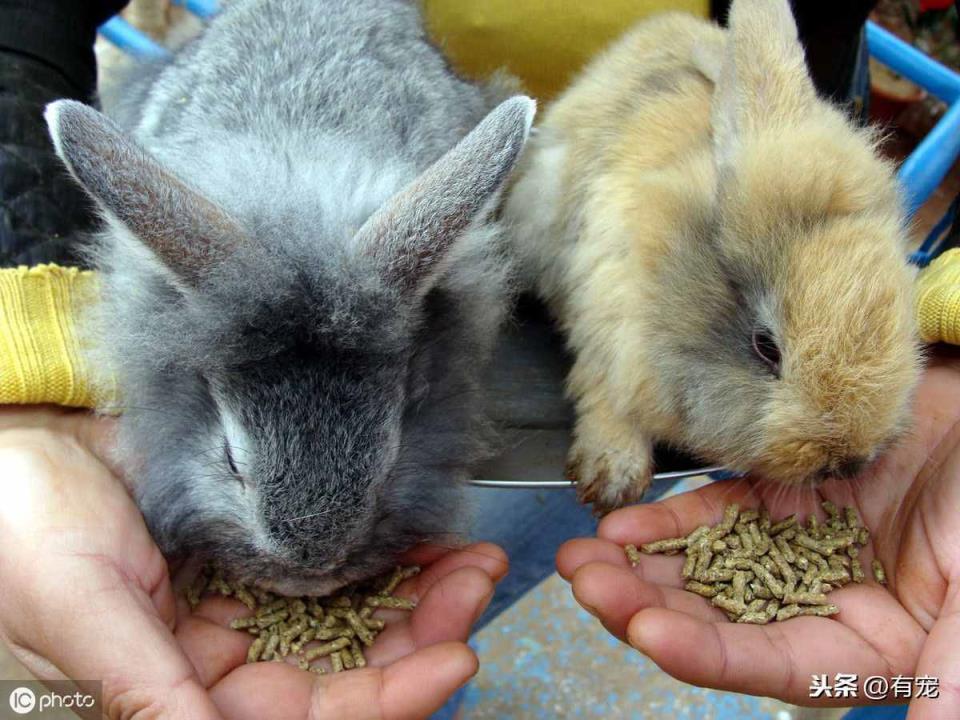 兔子种类常见兔子种类