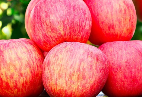 陕西和山东种植了大量的嘎拉水果.因为储存量没有苹果高,容易腐烂