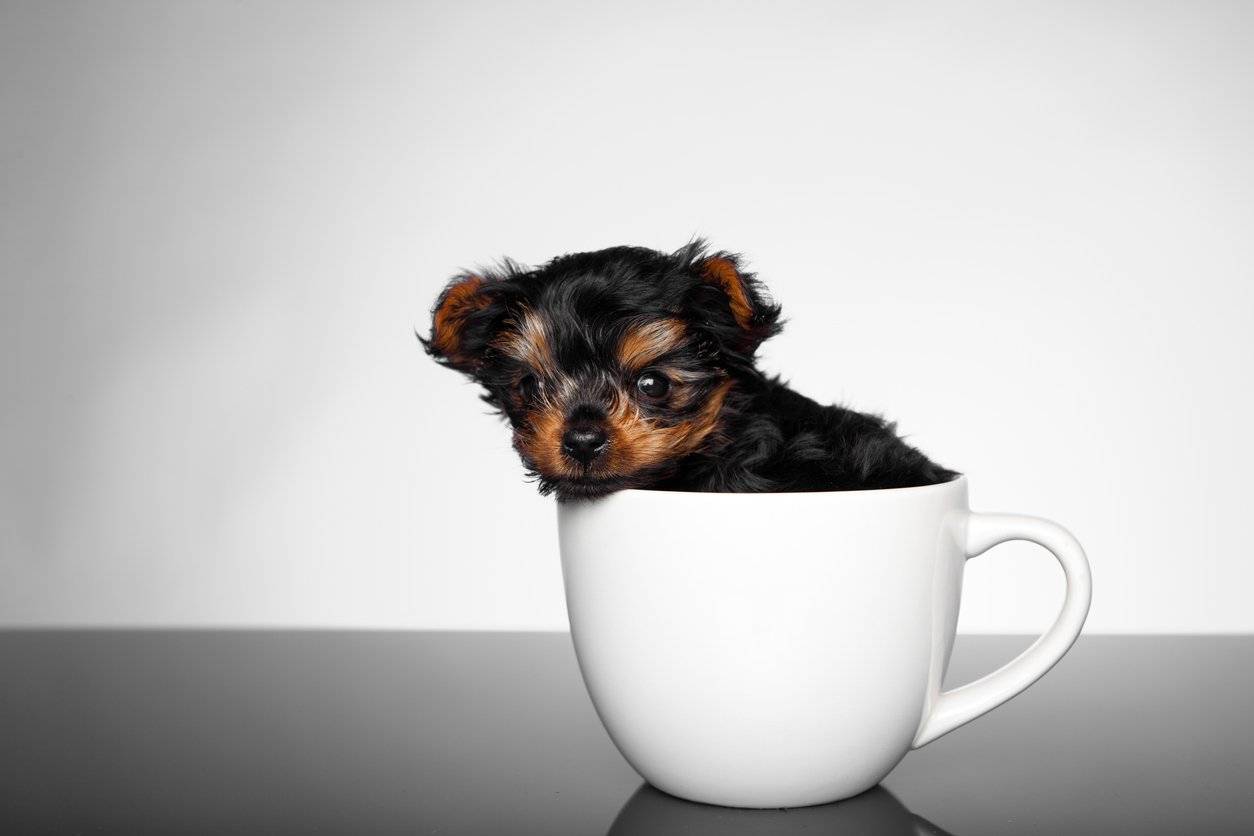 一只茶杯犬多少钱茶杯犬最少几元一只