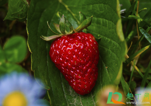 草莓上有白色的粉可以吃吗 草莓上像发霉的白色是什么