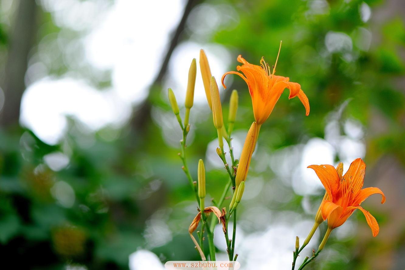 萱草花花语唯美图片(萱草花花语唯美图片高清)