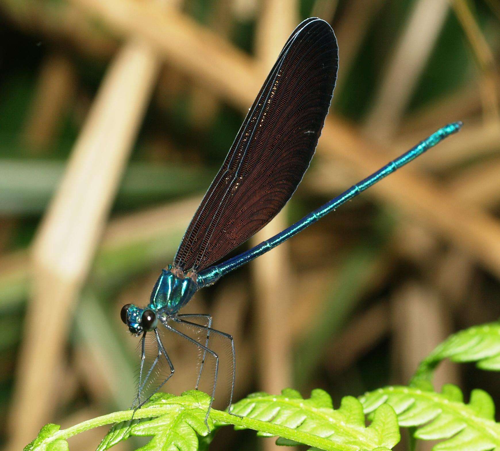 蜻蜓和豆娘的体型和颜色各不相同.