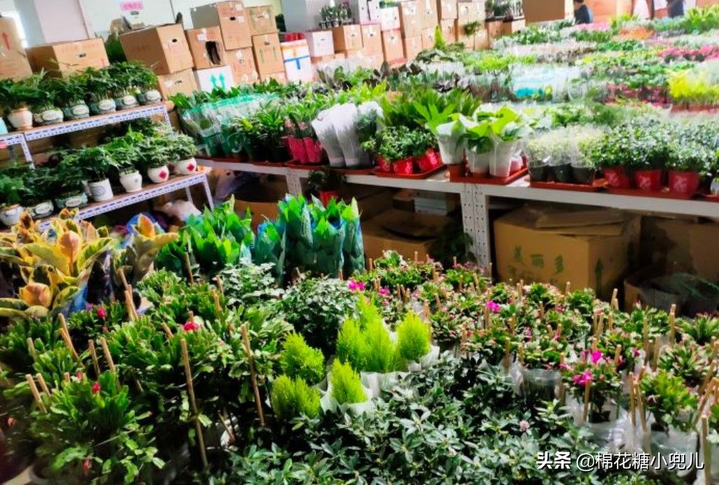北京花卉批发市场(北京花卉批发市场在哪里)