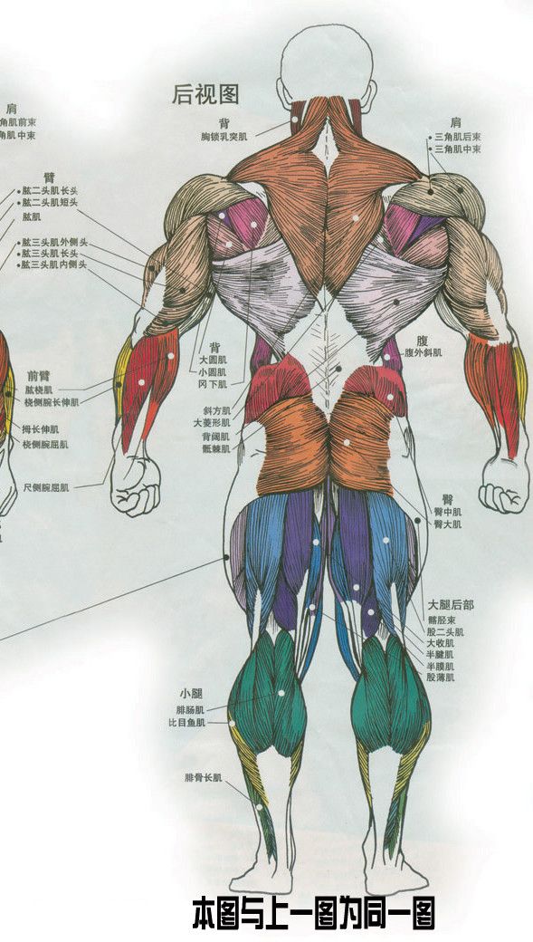 人體內臟結構圖五臟六腑圖片位置圖