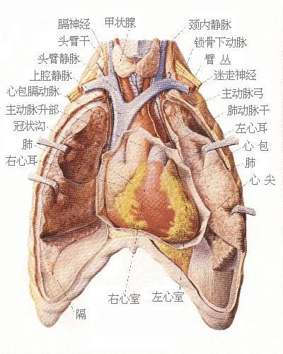 人體內臟結構圖五臟六腑圖片位置圖