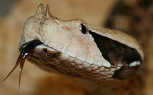 加蓬咝蝰(bitis gabonica,是一种毒性极强的咝蝰属蛇类动物,分布在