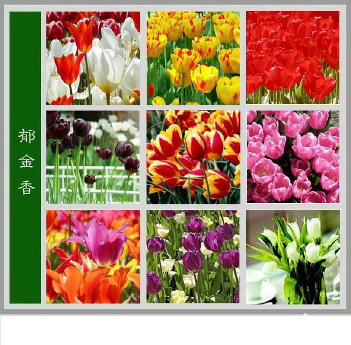 花卉图片及名称(各类花卉图片及名称)