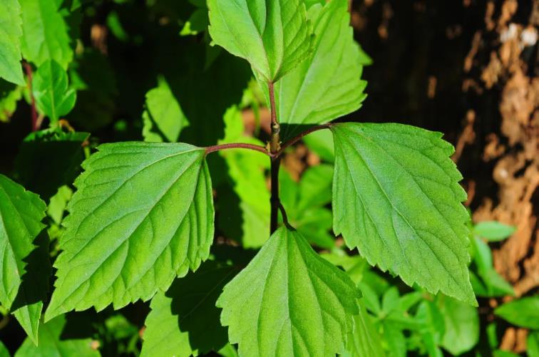 紫茎泽兰(比草地贪夜蛾还可怕的入侵种—紫茎泽兰-综合百科 深圳生