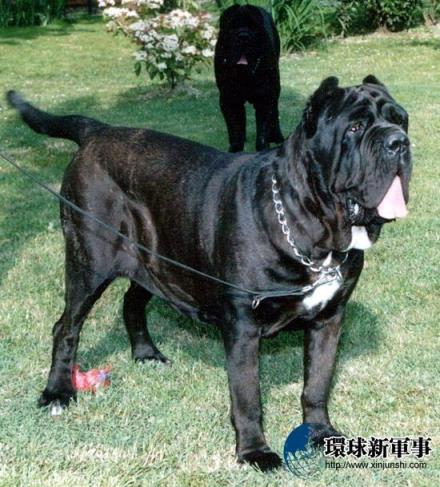 意大利黑手党的护卫犬——纽波利顿犬