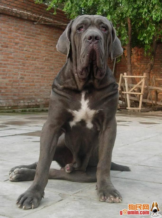 意大利黑手党的护卫犬——纽波利顿犬