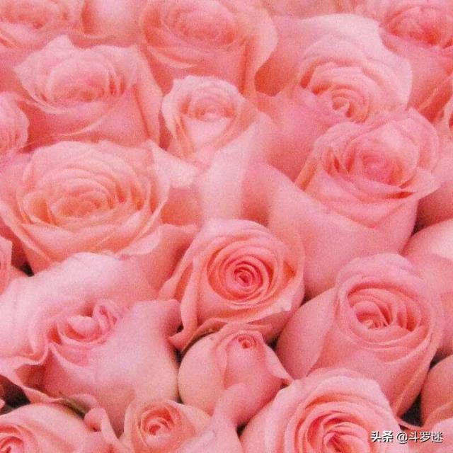 十一朵粉色玫瑰花代表什么(十一朵粉色玫瑰花代表什么含义)