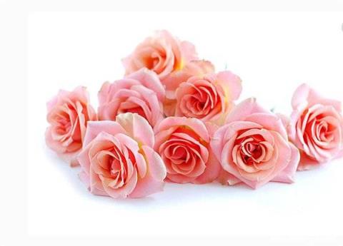 粉玫瑰代表什么(白玫瑰加粉玫瑰代表什么)