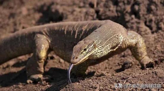 尼罗河巨蜥吃人图片