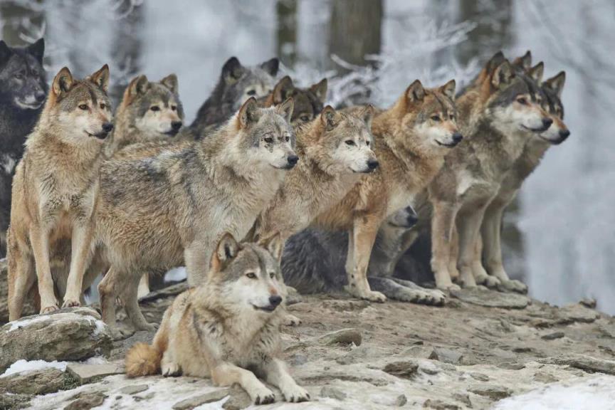 狼性文化和狼性团队精神，你需要多少？