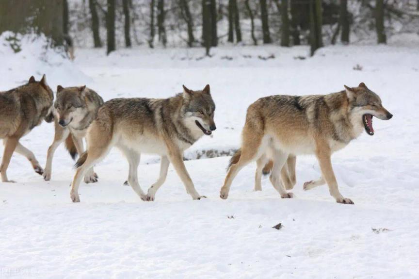 狼的团队精神（狼性文化和狼性团队精神你需要多少？）